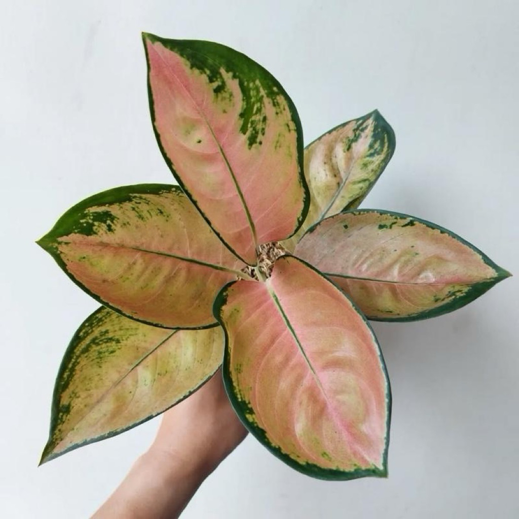 Aglonema sultan brunei | Tanaman aglonema sultan brunei | Aglaonema sultan brunei