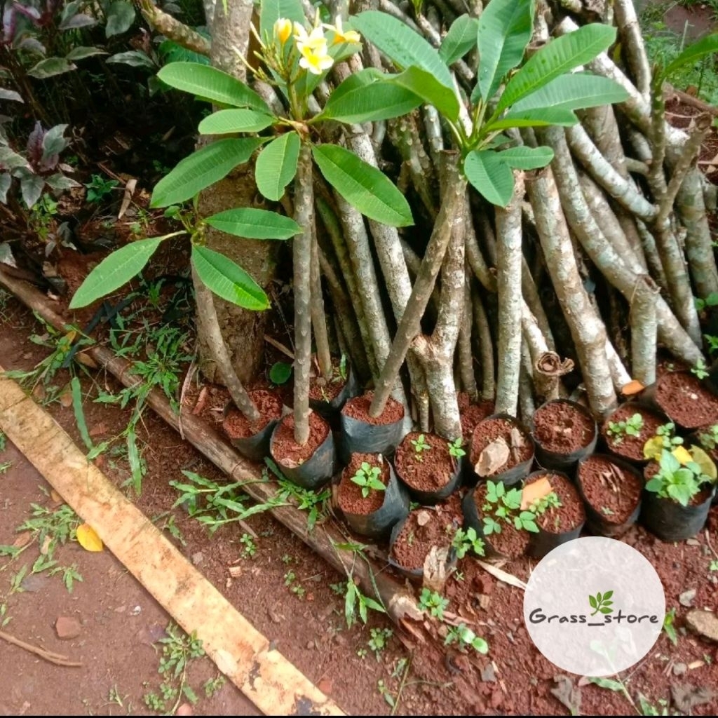 Tanaman kamboja bali / bibit pohon Kamboja bali / tanaman bunga kamboja kuning / kamboja lokal