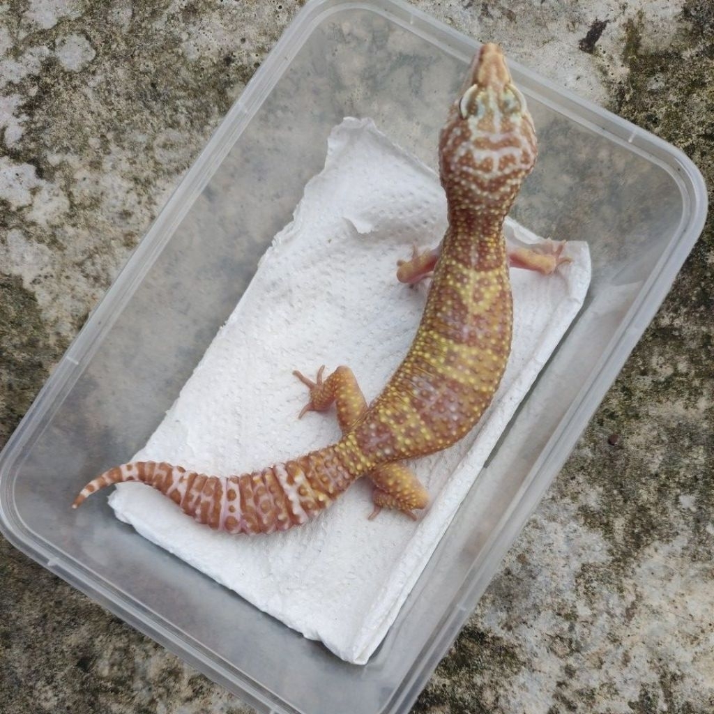 MAINAN ANAK GECKO_MACKSNOW CHOCO FEMALE DEWASA