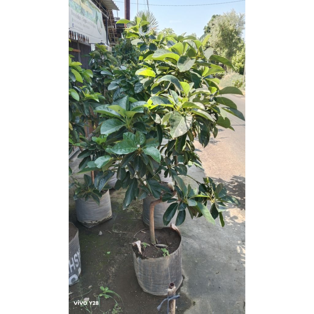 INDUKAN Alpukat Markus Siap berbunga 20KG