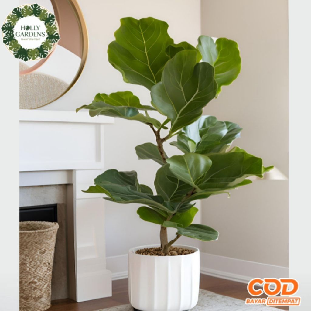 Tanaman hias Ketapang biola ukuran besar  FREE POT PUTIH - Ketapang biola
