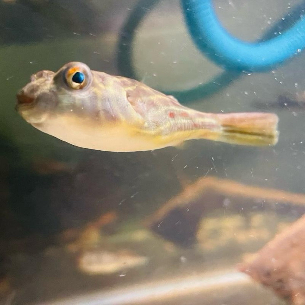 Hiasan Aquarium Fahaka PuffeFish