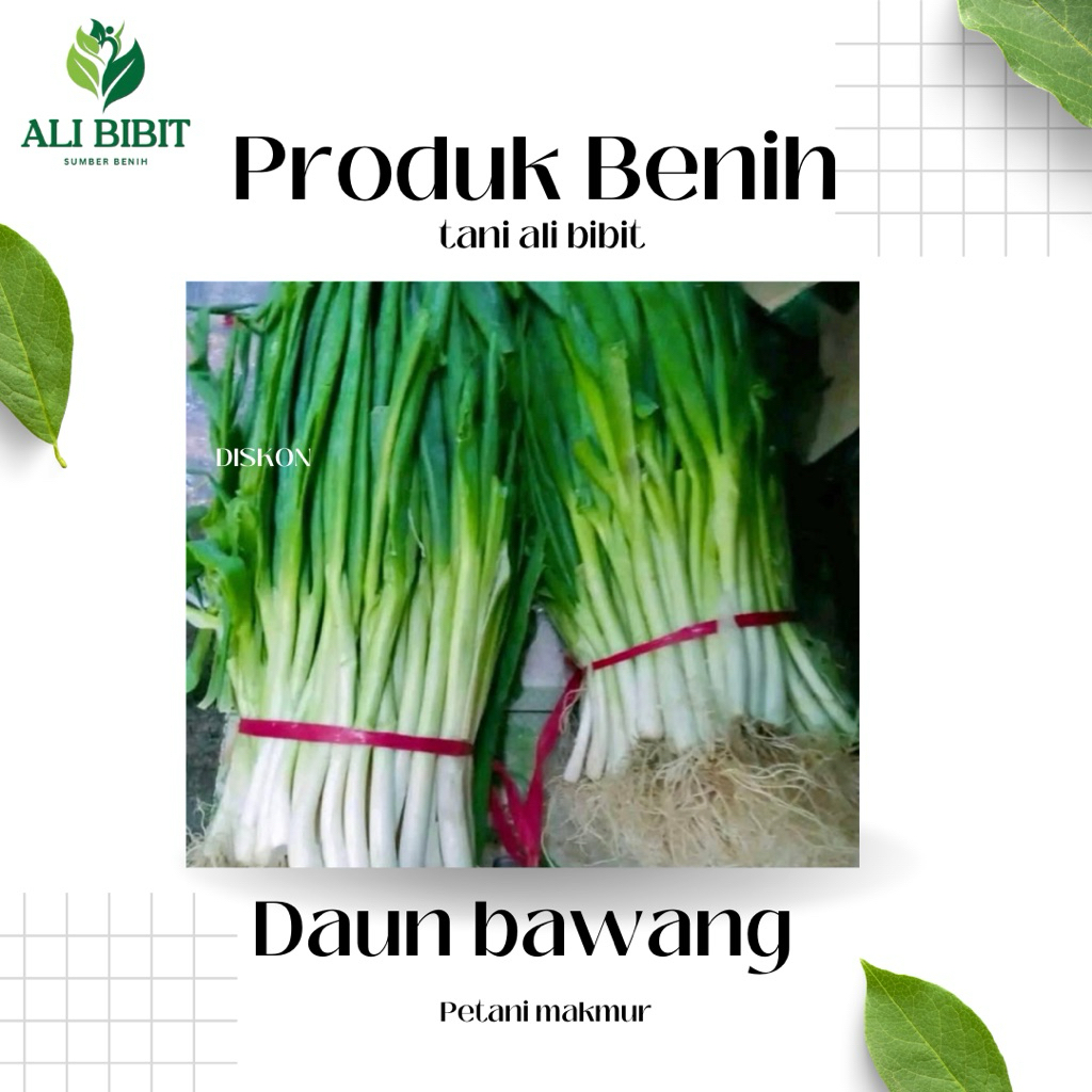 100  Butir > Benih Biji Daun Bawang> Bibit Daun Bawang>Bonus Benih