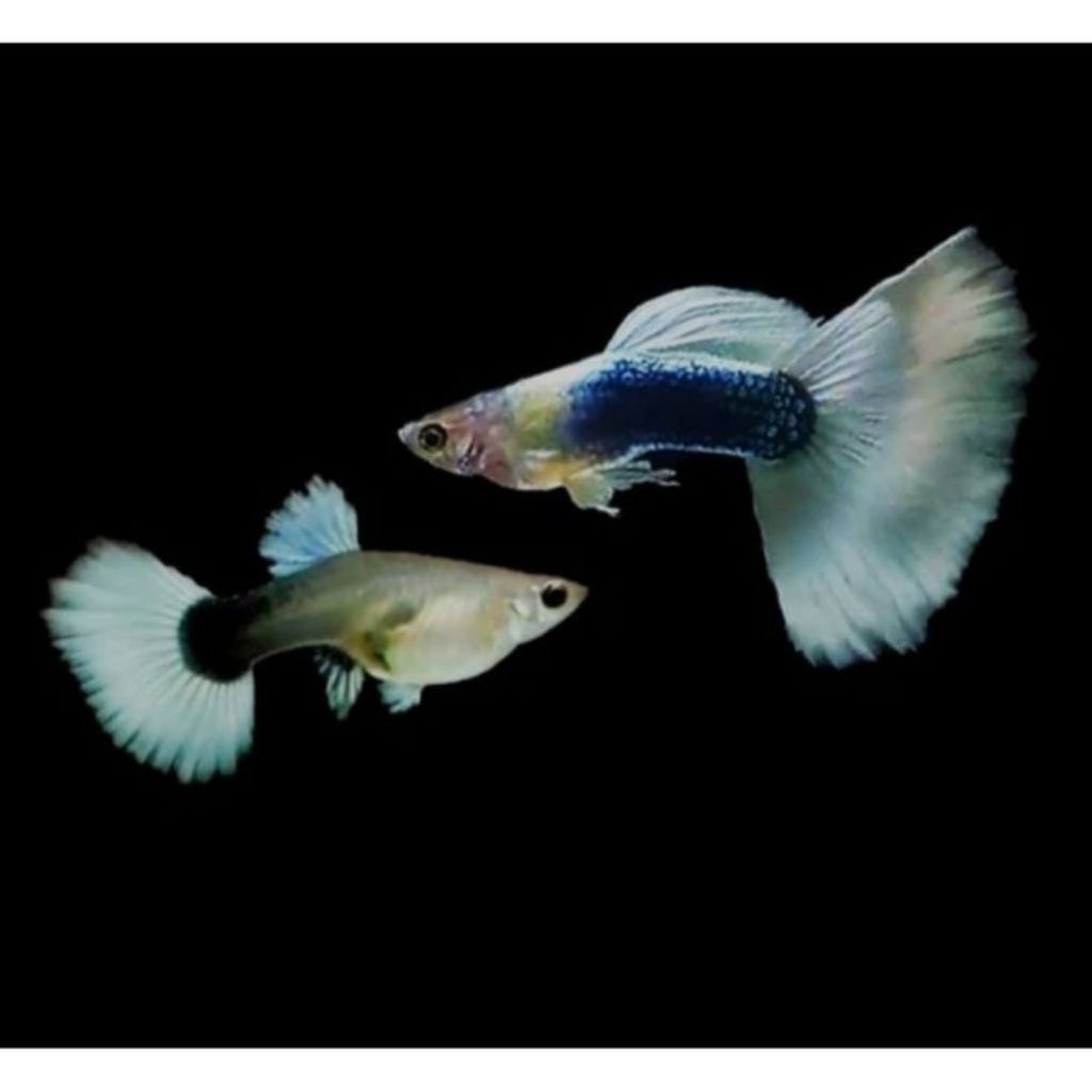 Sepasang,Trio Indukan Hiasan aquarium Guppy HB white Ikan
