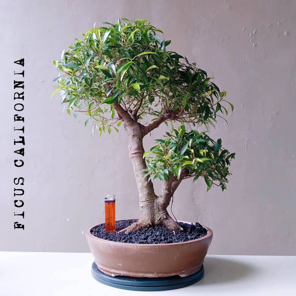 BONSAI FICUS CALIFORNIA DIKIRIM SESUAI FOTO