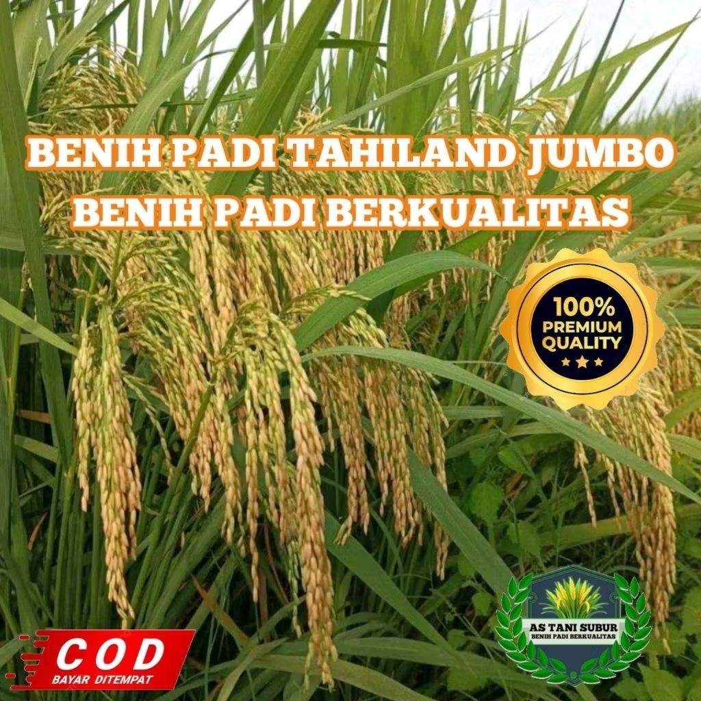 (1KG) Benih padi thailand jumbo aromatik,nasi pulen,hasil panen melimpah
