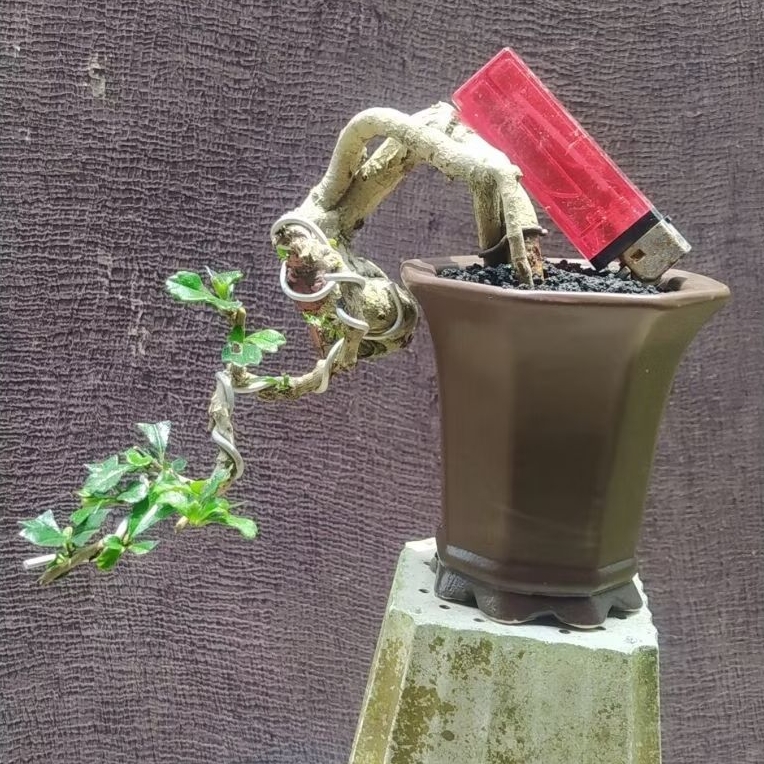 bonsai hokianti micro / hokiantea mame  cakep  sesuai gambar + pot keramik