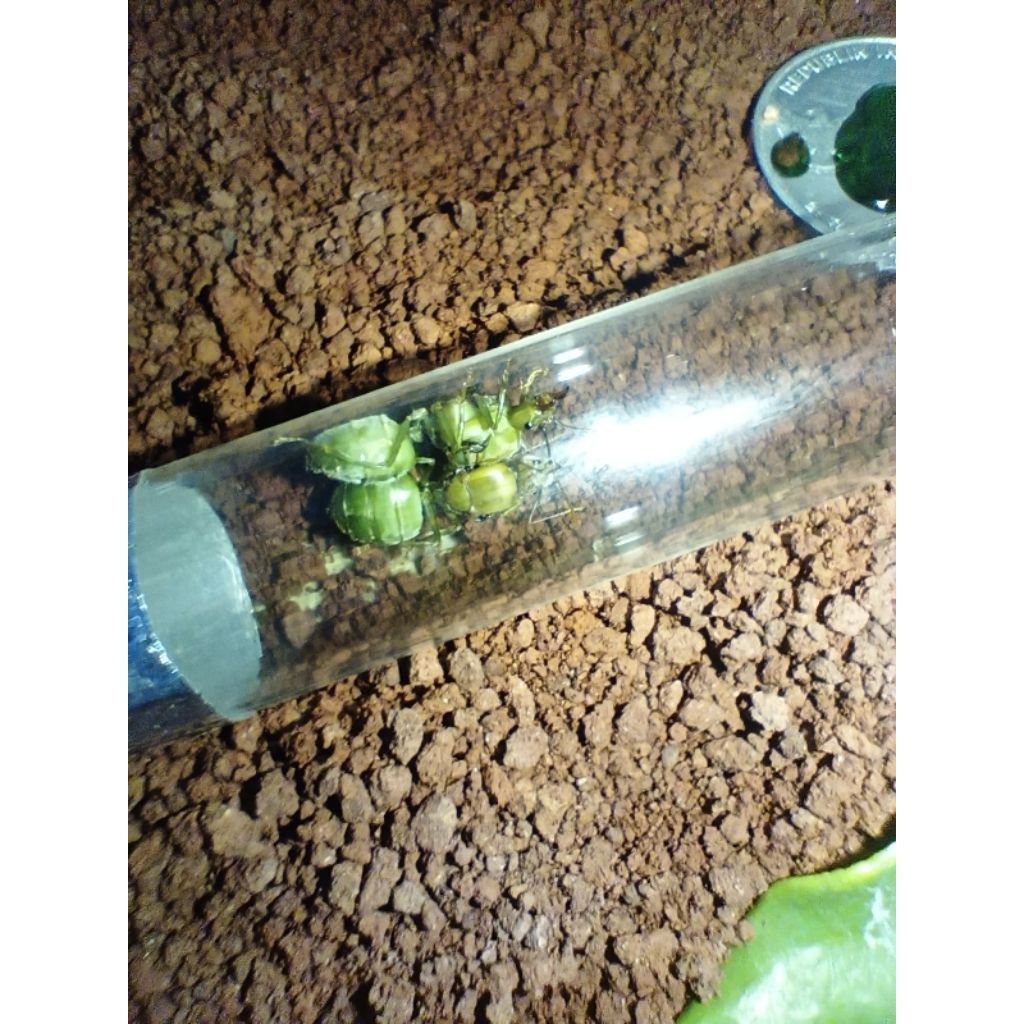Ratu Semut Rangrang Produktif Siap Telor | Oecophylla Smaragdina Productive Queen Ant