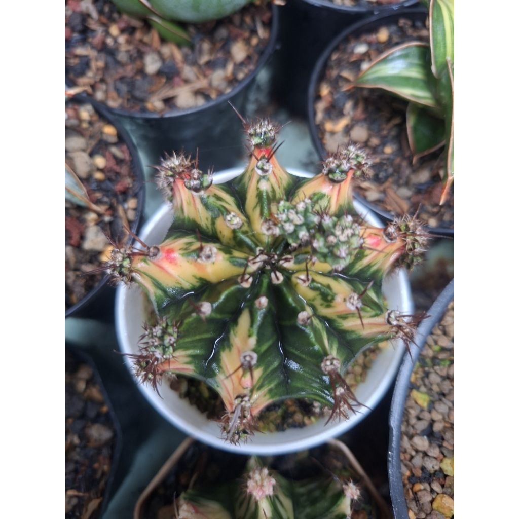 Gymnocalycium Multicolour Cluster Gymno Multicolour