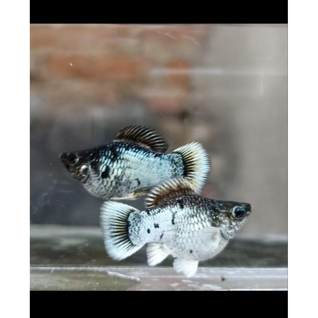 ikan molly balon blue elektrik roundtail