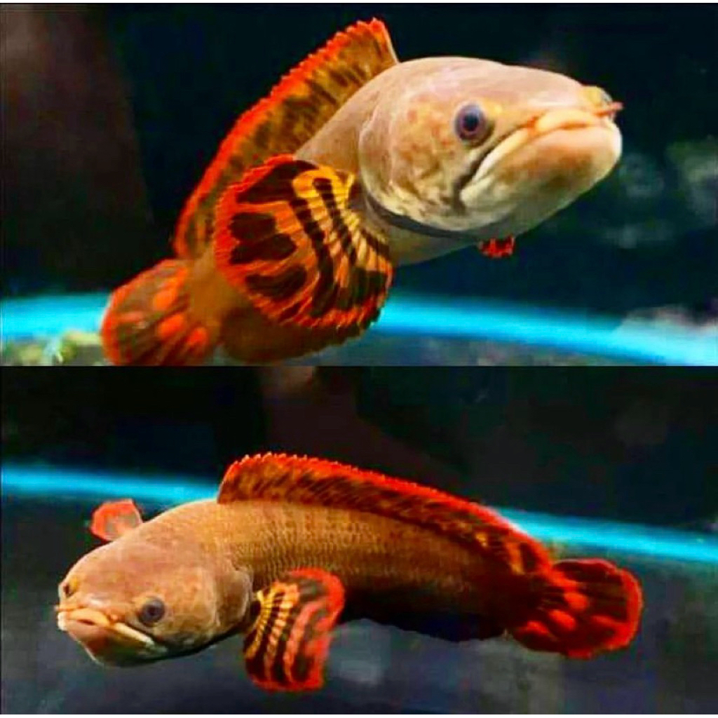 limbata baby asli pegunungan ukuran 3-4 cm bahan ekor merah, pilihan terbaik, sudah makan pelet