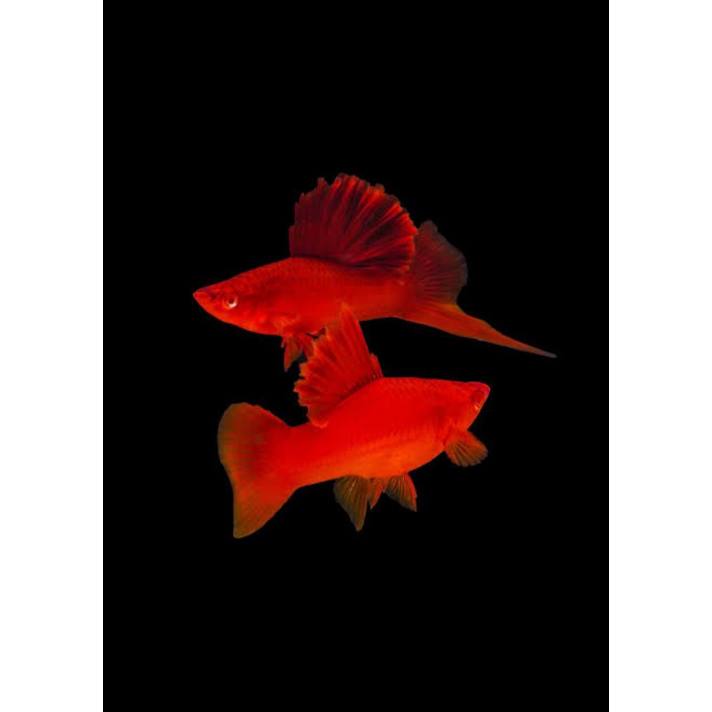 hiasan aquarium platy bloodred