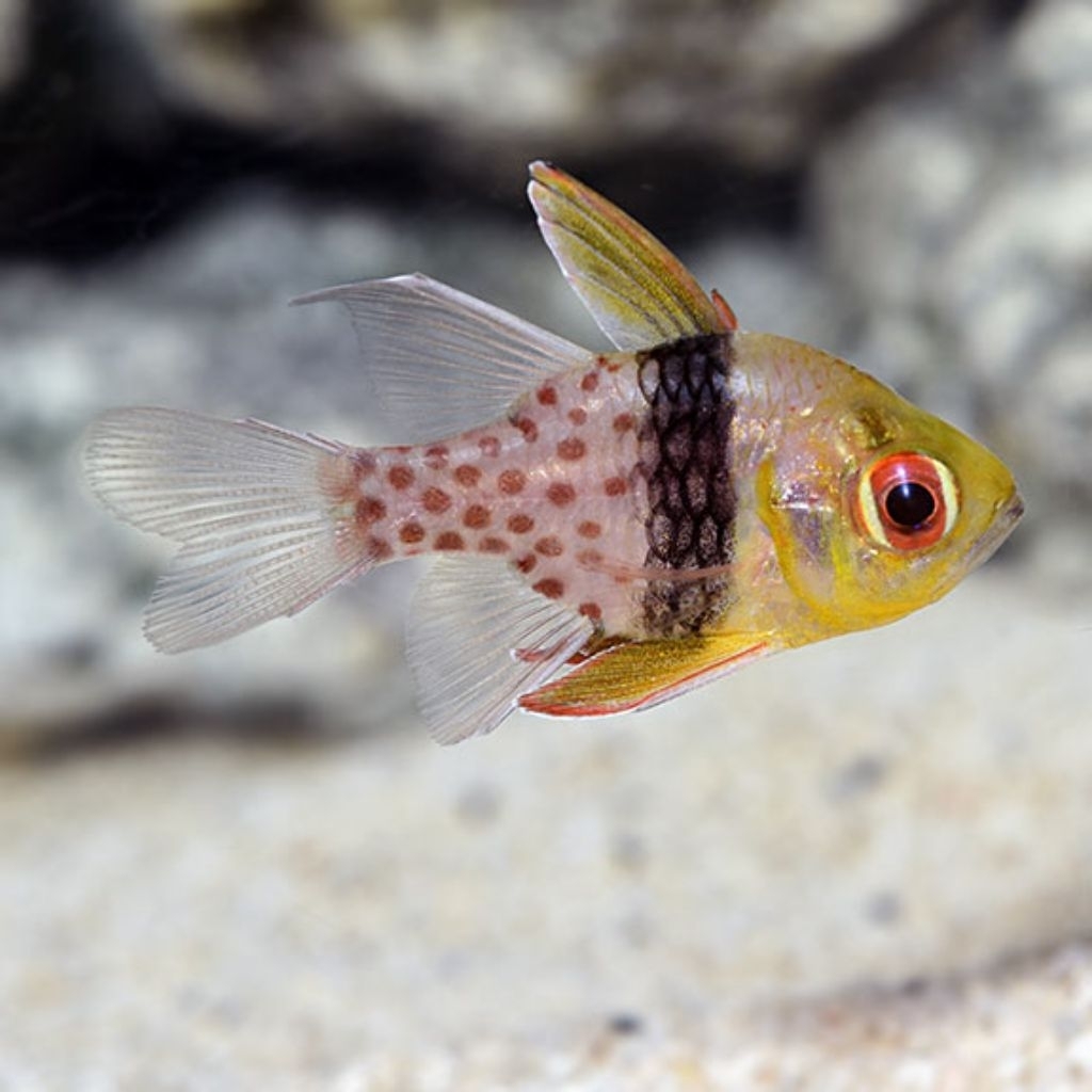 Ikan Hias Air Laut Capungan Mata Merah (Pajama Cardinalfish)