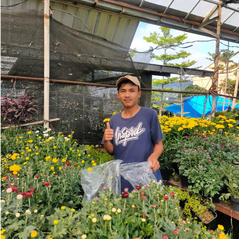 Bibit Tanaman Bunga Krisan Ecer Berbunga / Bibit Krisan Kondisi Berbunga