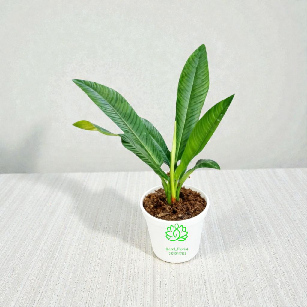 Tanaman hias philodendron Rinet