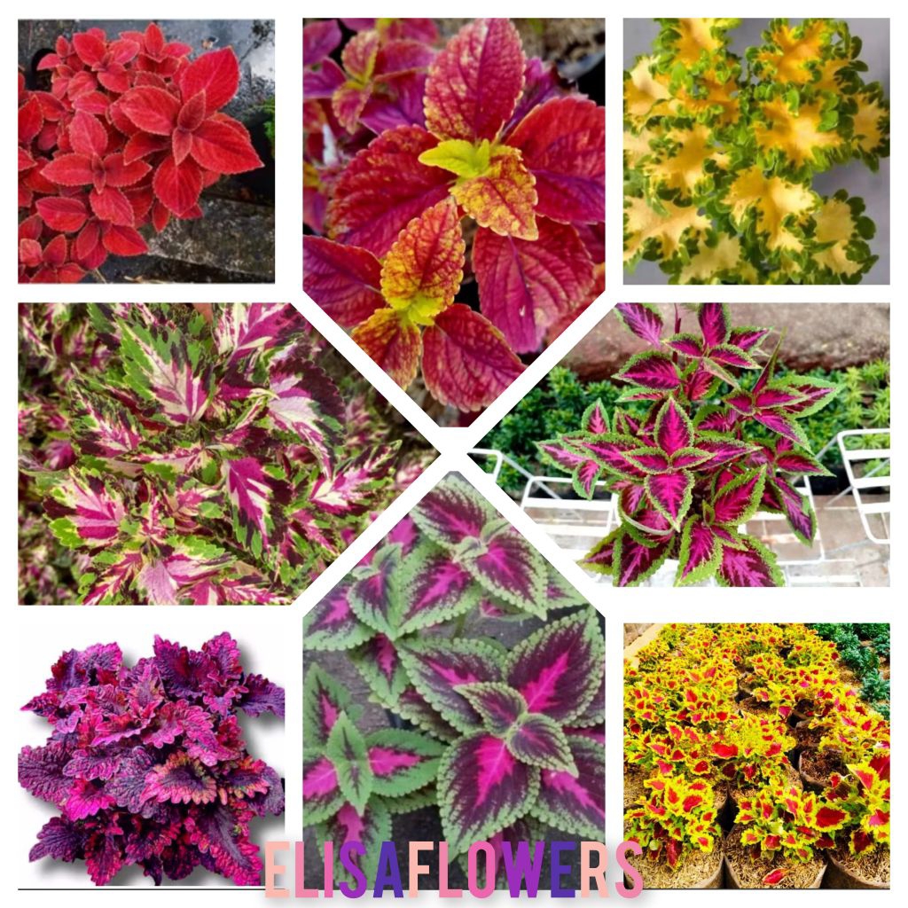 tanaman miana rimbun segar berkualitas jenis jenis tanaman miana