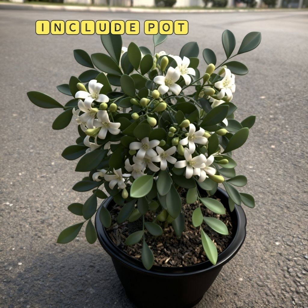 tanaman bunga kemuning mikro wangi bahan bonsai hias hidup + dengan pot Semarang Jawa Tengah Jateng 