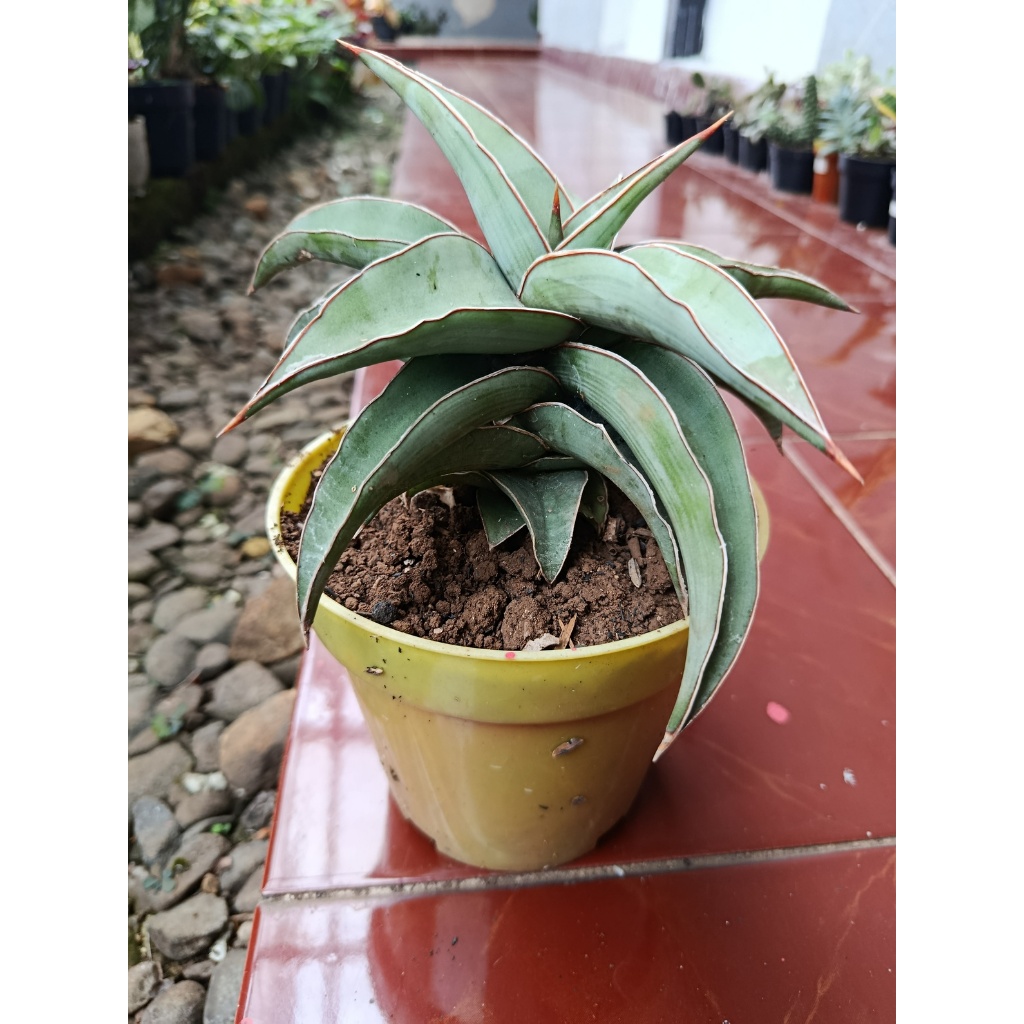 Sansevieria Kimayo blue JUMBO FREE POT