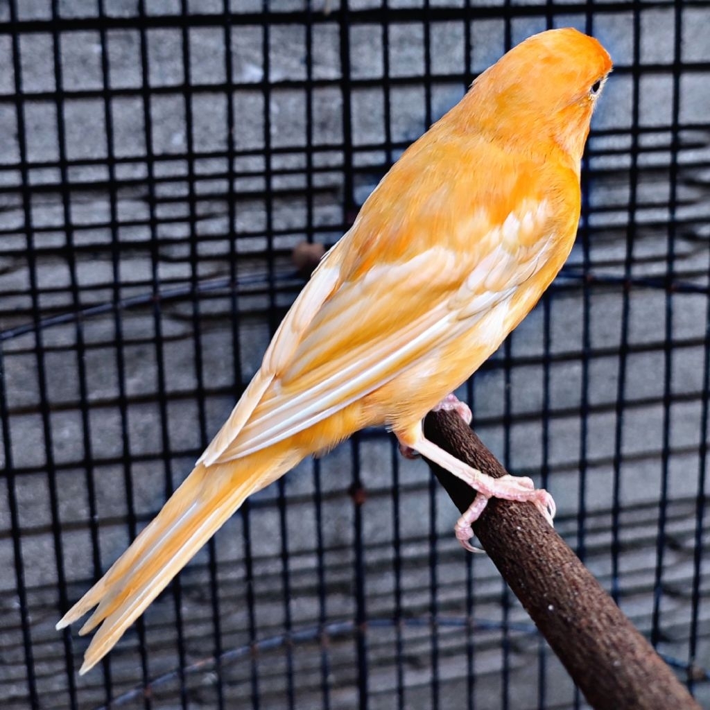 Kenari Merlok - Betina (Only Instant Delivery)