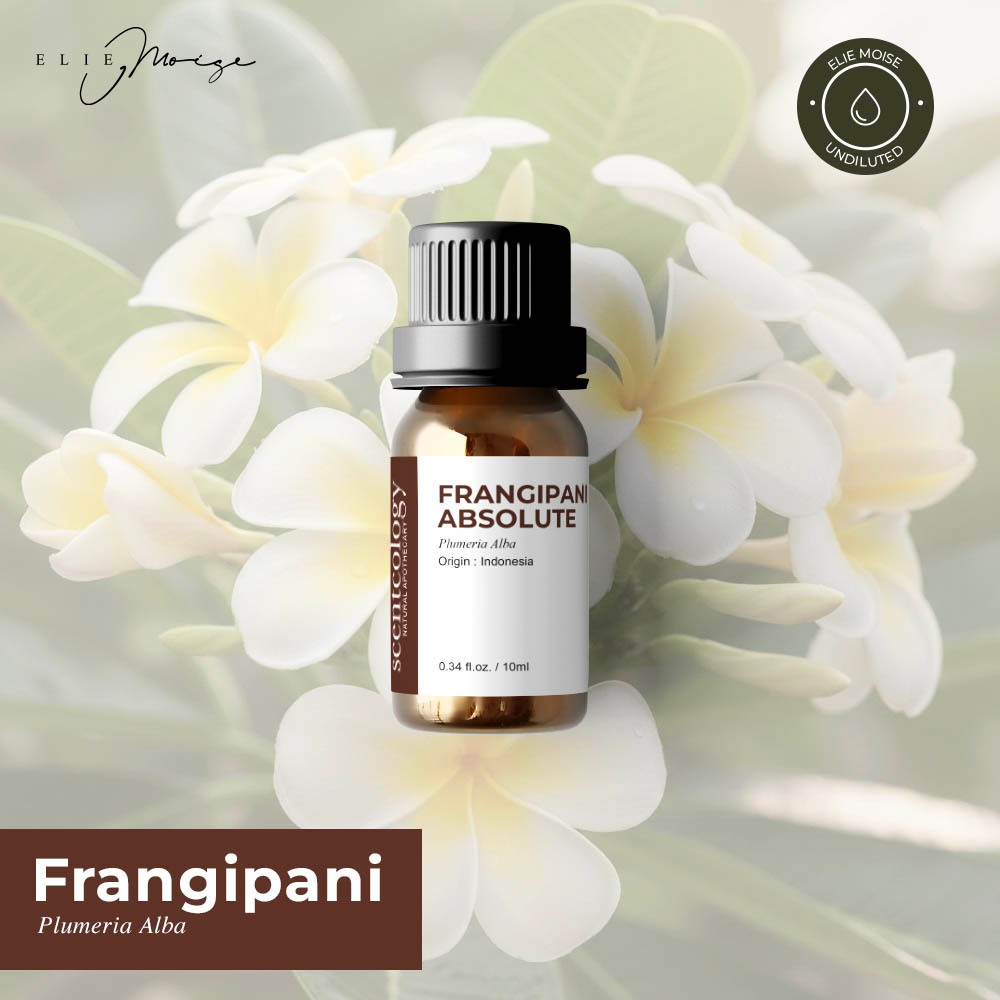 100% Pure Frangipani Absolute Oil Plumeria Alba Minyak Essensial Minyak Atsiri Bunga Kamboja