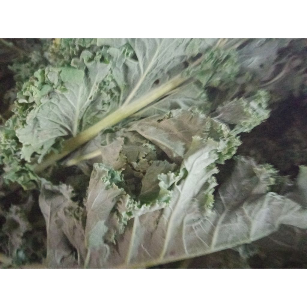 Sayur Kale  Kubis Keriting segar