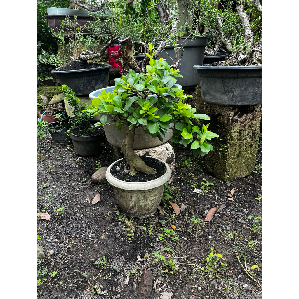bonsai sianci buah