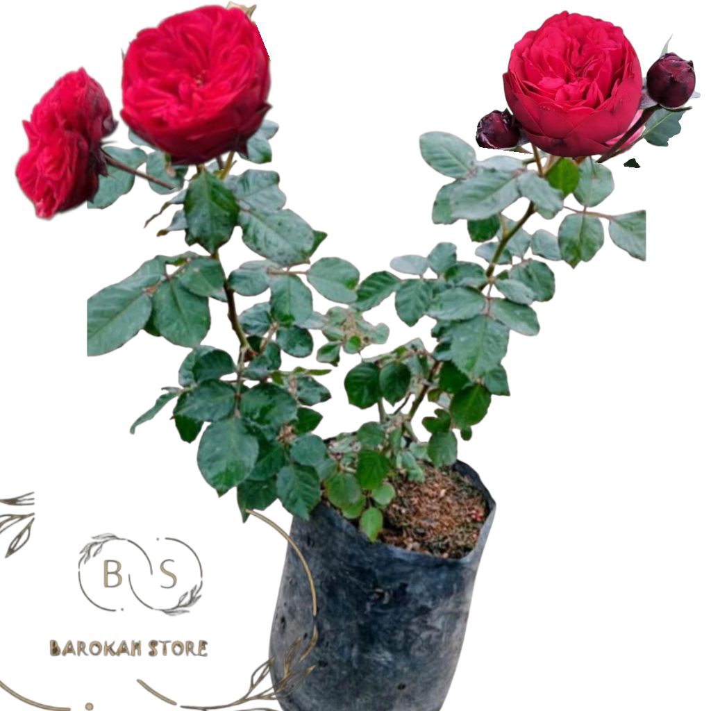 Mawar import red piano semi indukan mawar rambat mangkok merah - Tanaman hidup gampang dirawat