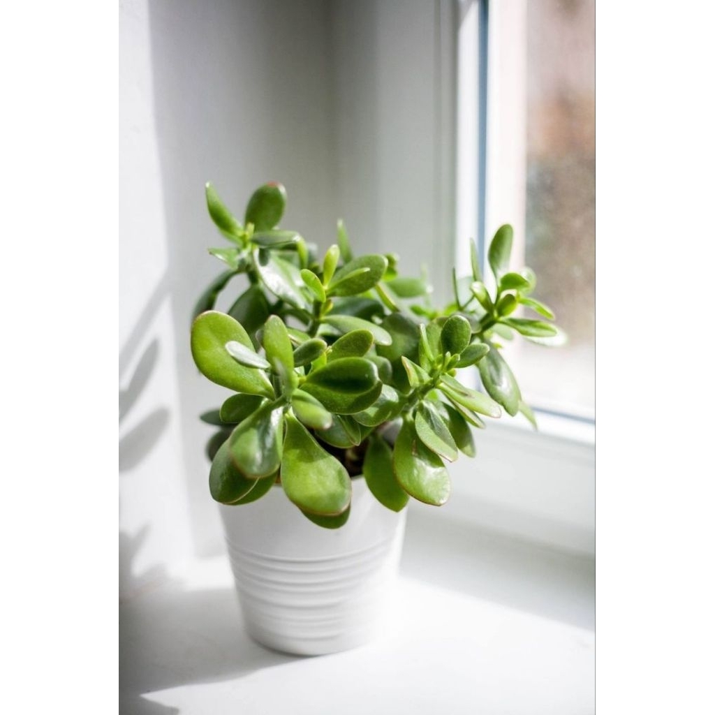 Tanaman Hias Jade Plant Crassula Ovata / Tanaman Giok Keberuntungan / Crassula Ovata