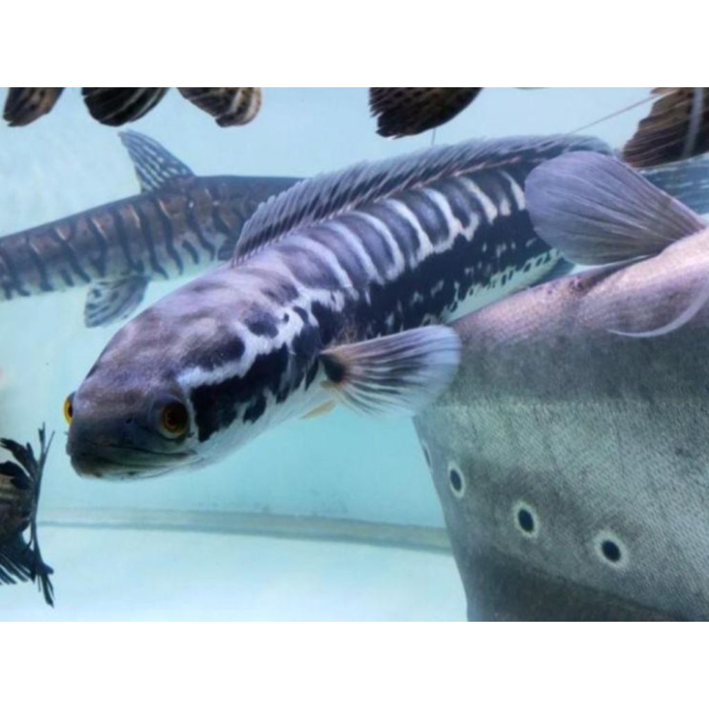 koleksi toman jumbo super 17-19cm