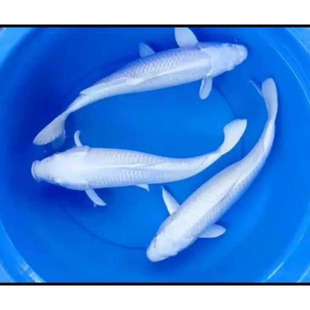 koi platinum putih bersih