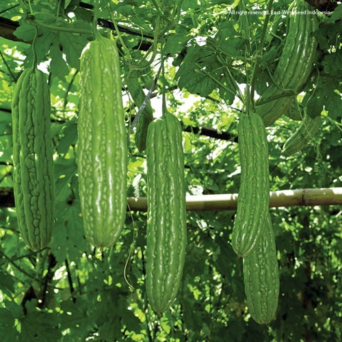 1 Biji Benih Pare LIPA F1