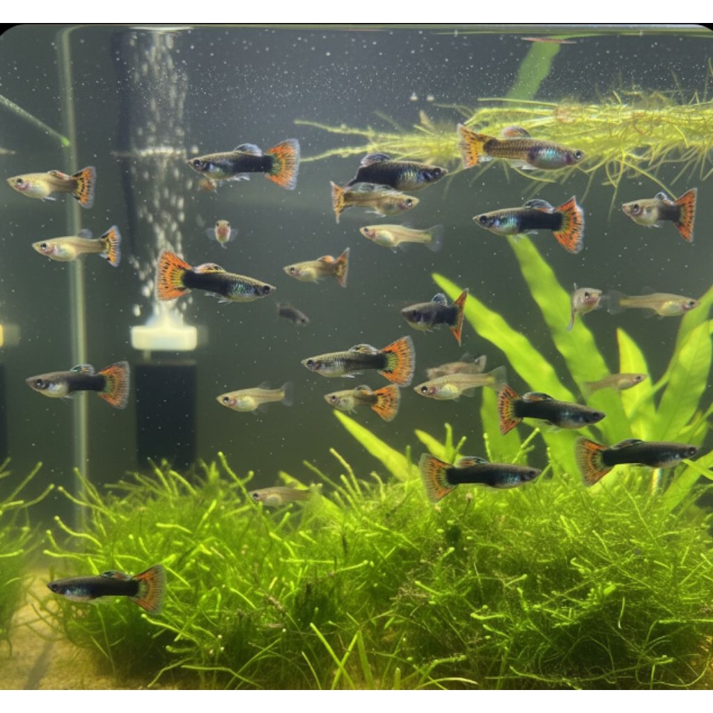 PROMO  PAKET 5 PASANG HIASAN AQUARIUM GUPPY CENDOLAN/CAMPURAN MIX JANTAN & BETINA UKURAN INDUKAN(TID