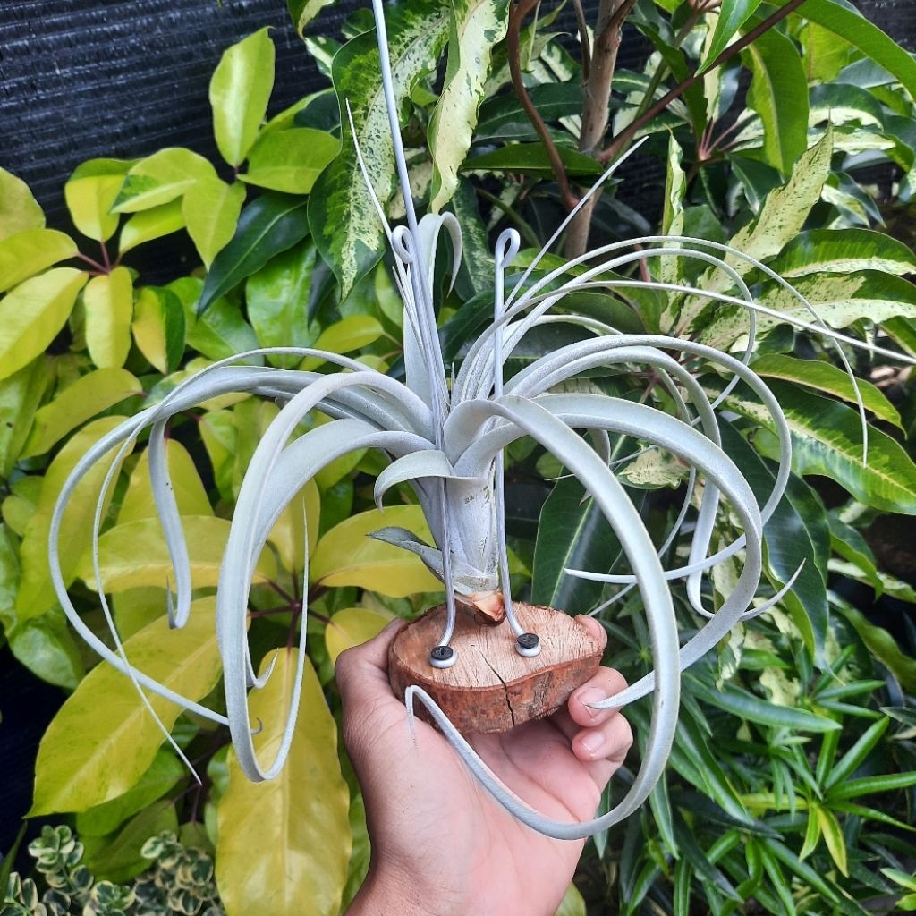 Tillandsia Crowning Glory (Xerographica x Exserta) (air plants) / Tanaman Udara / Tanaman Tanpa Medi