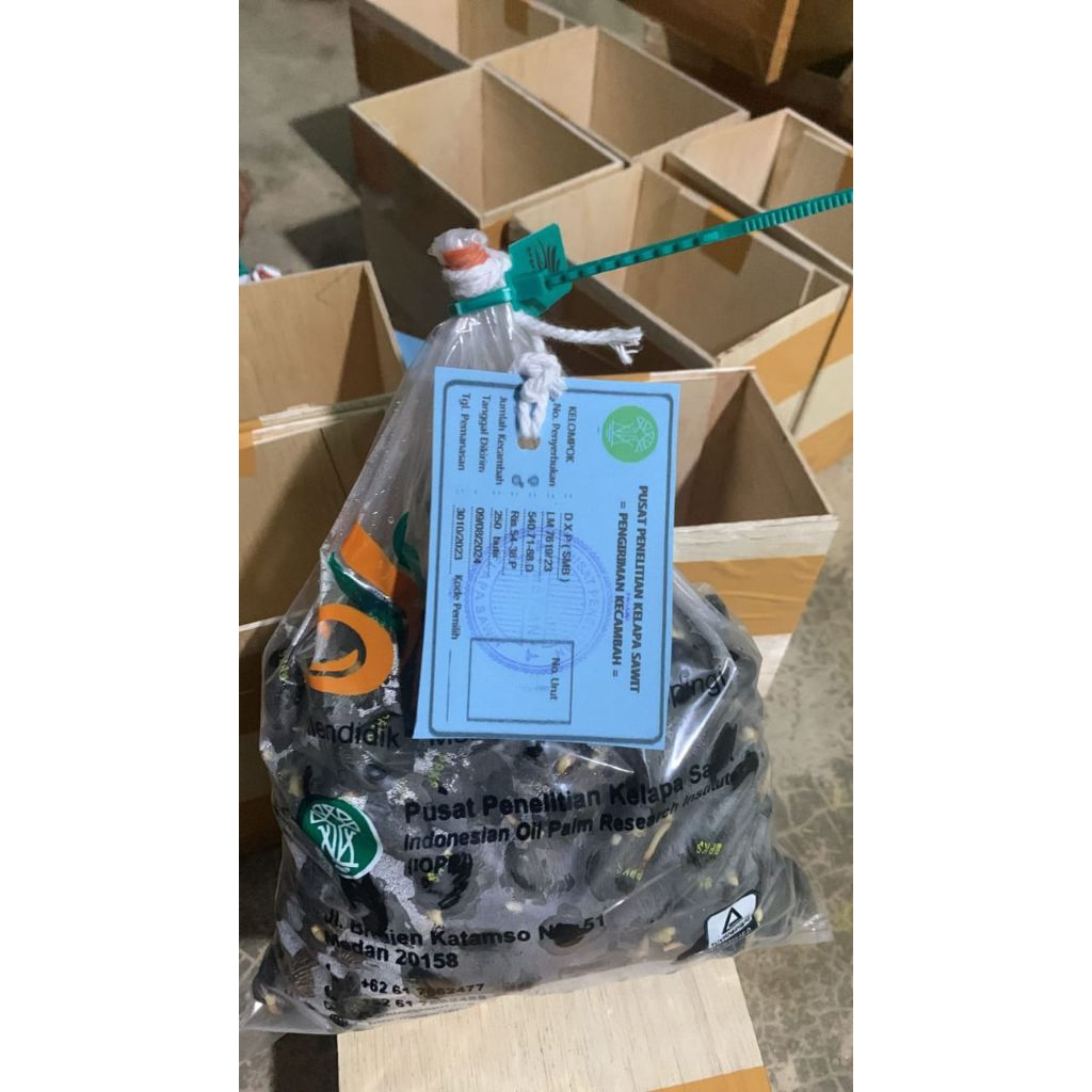 bibit kecambah kelapa sawit Dxp PPKS