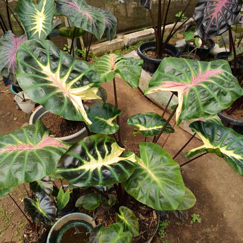 Colocasia Tosakan hybrid thailand series size remaja