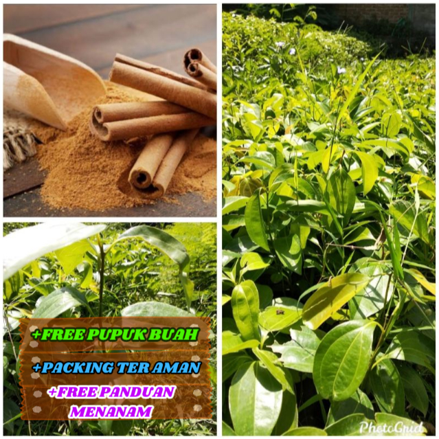 Bibit Kayu Manis ASLI Super Unggul