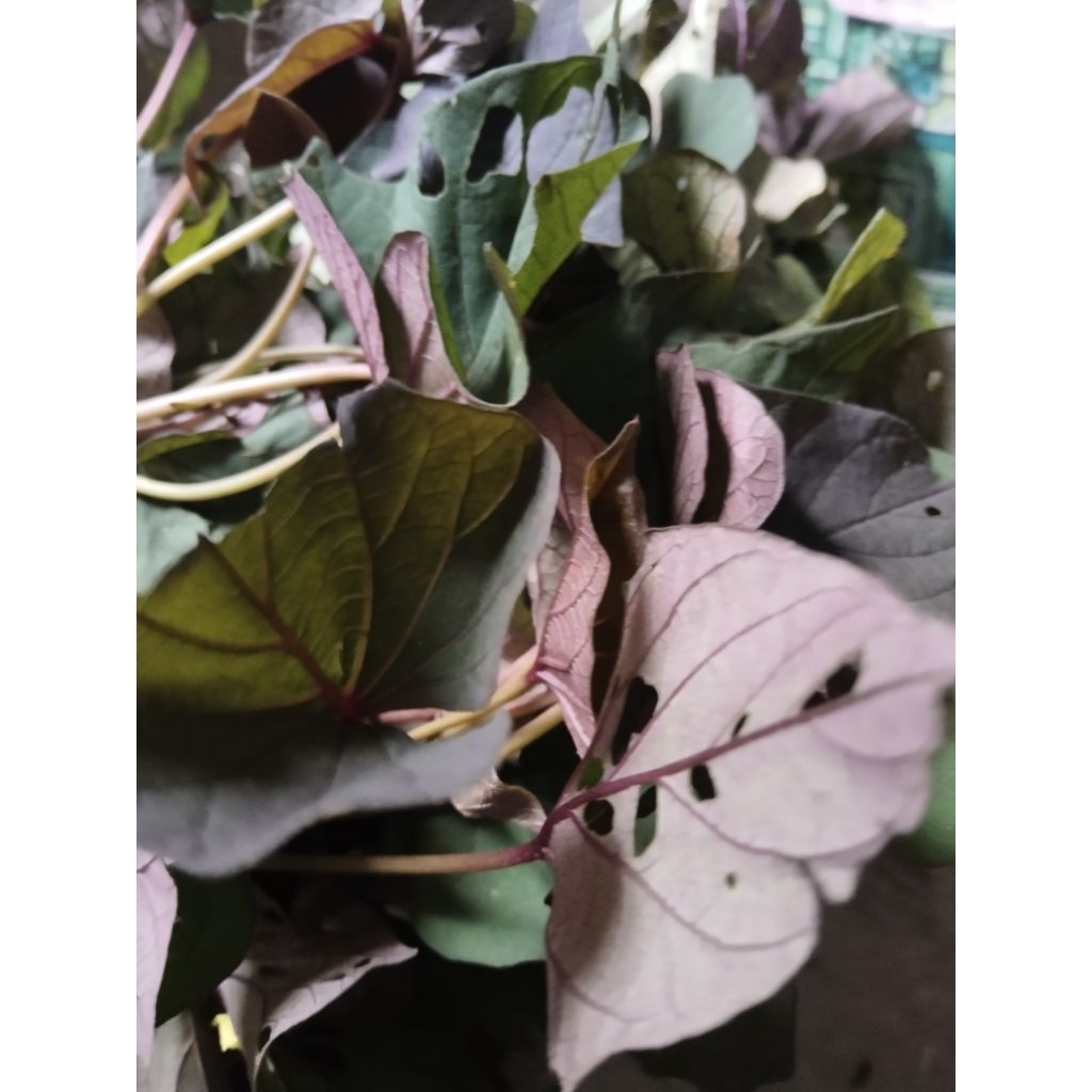 daun ubi jalar ungu fresh 300gram