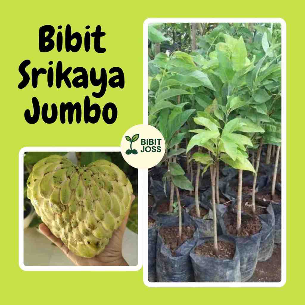 Bibit Srikaya Jumbo Merah Lokal Cepat Berbuah Siap Tanam, Bisa Tabulampot