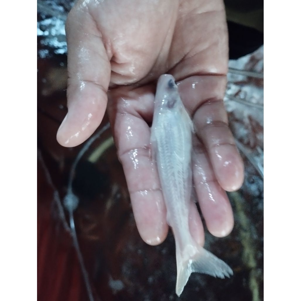 bibit ikan patin bule/ albino per ekor l