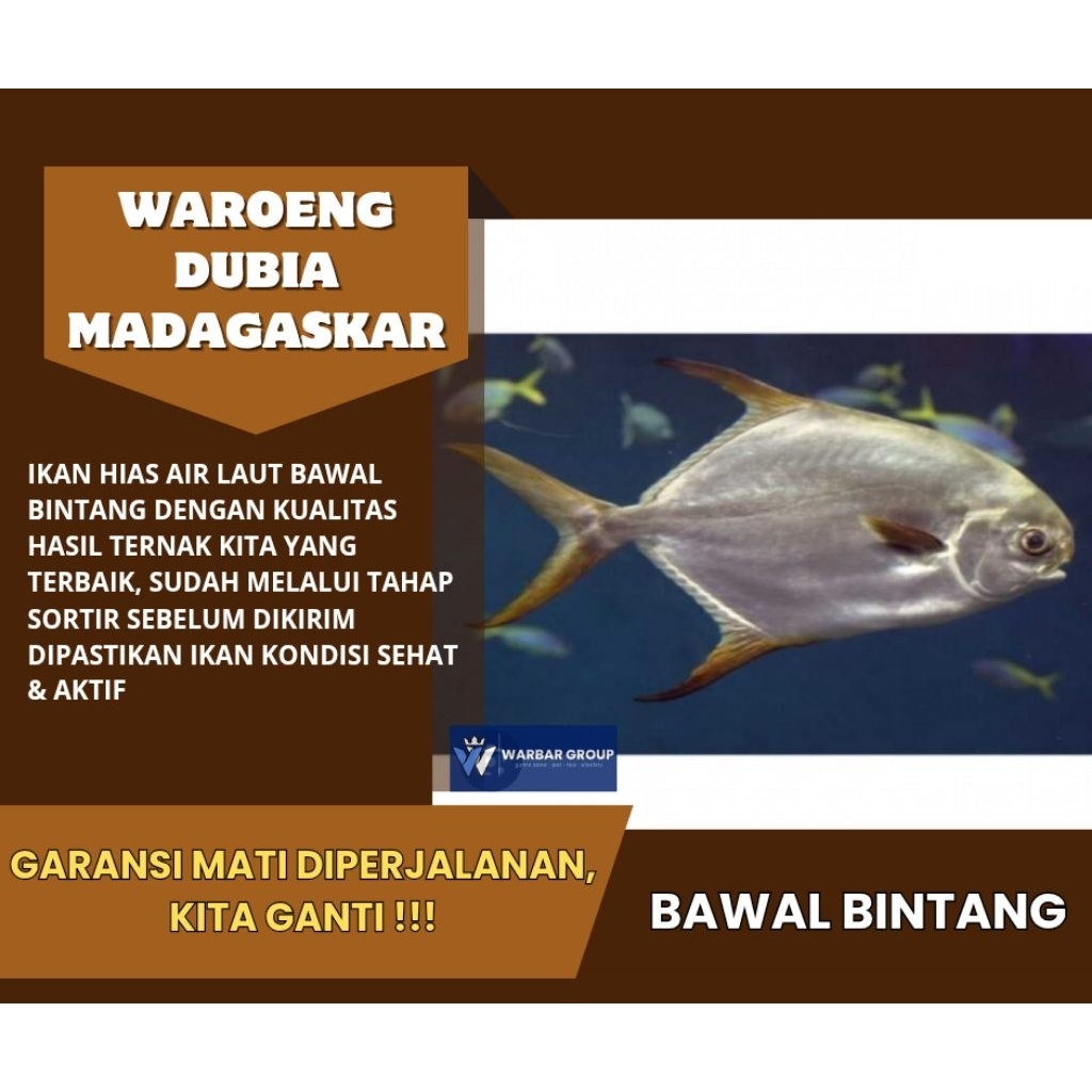Ikan hias LAUT bawal bintang KUALITAS GRADE A ( GARANSI )