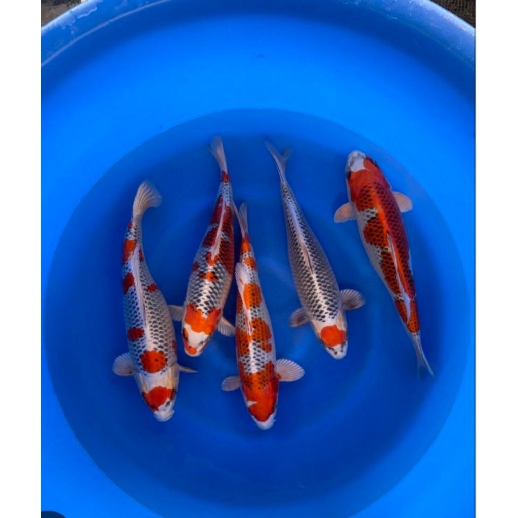 koi kujaku hikari