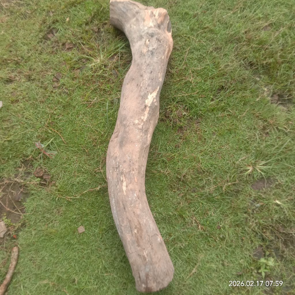 kayu sisir ngurak