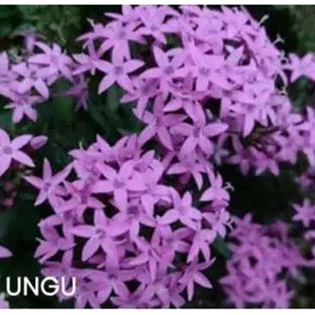 Tanaman Hias Asoka Bunga Ungu - Tanaman Asoka