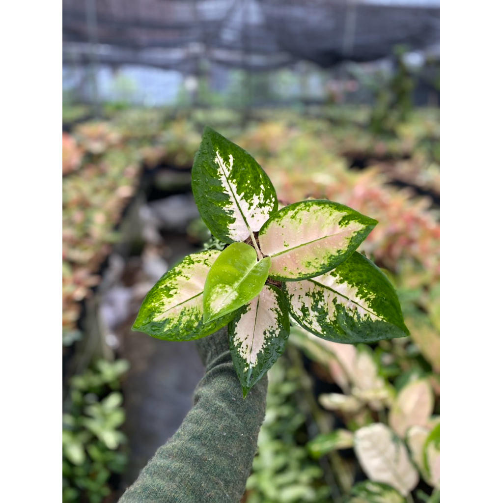 AGLONEMA SUKSOM WHITE