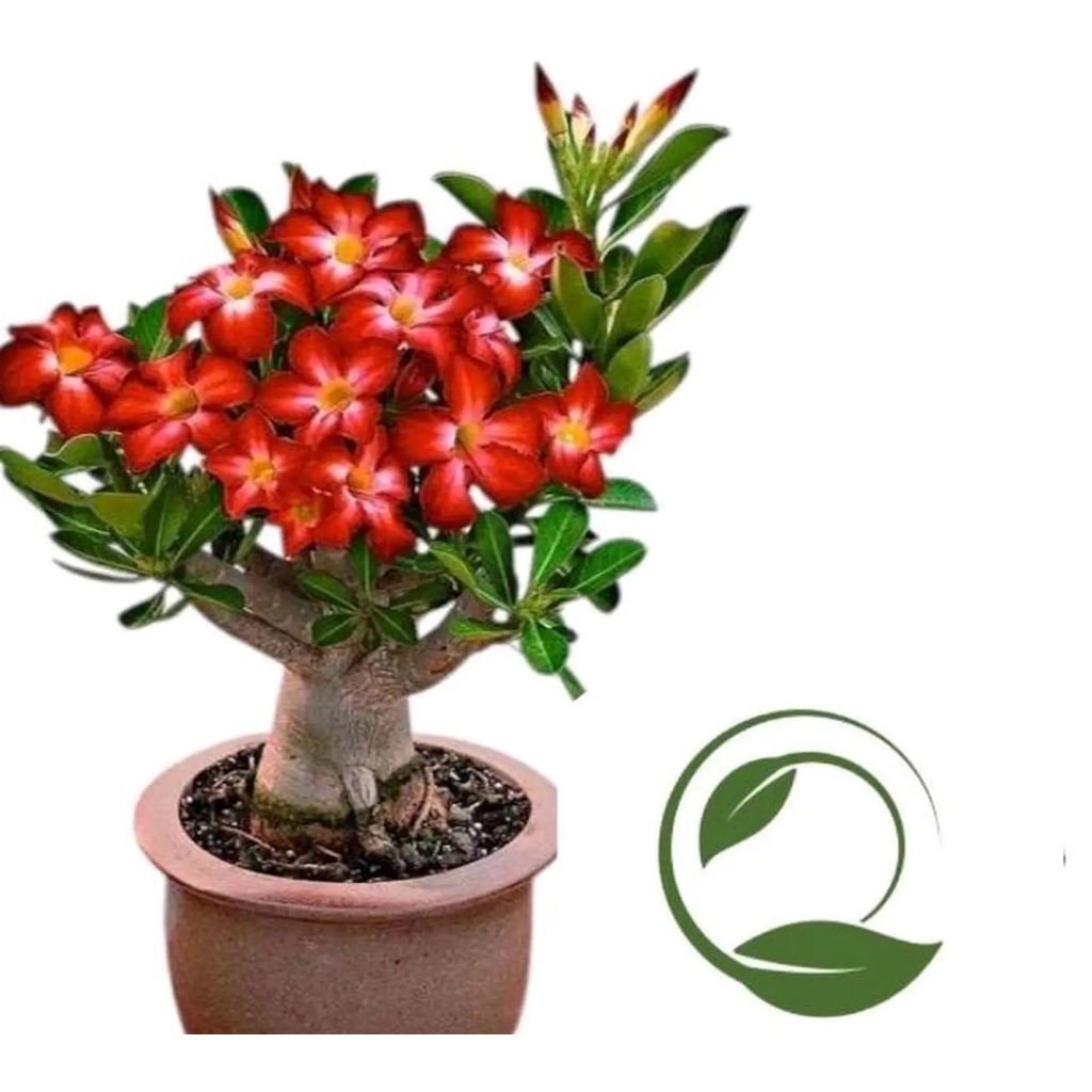 Tanaman Hias Adenium Kamboja Bunga Merah - Adenium