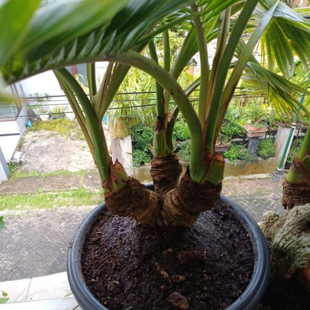 Bonsai Kelapa Cabang 3 Ori Hijau