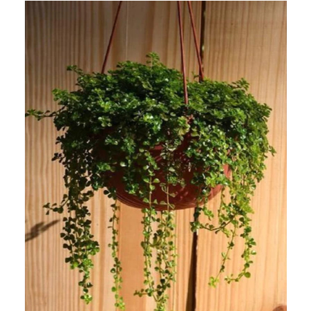 Tanaman Hias Gantung Greenfall 'Pilea Depressa' Hidup Segar– Indoor Outdoor, Anti Ribet, Perawatan M