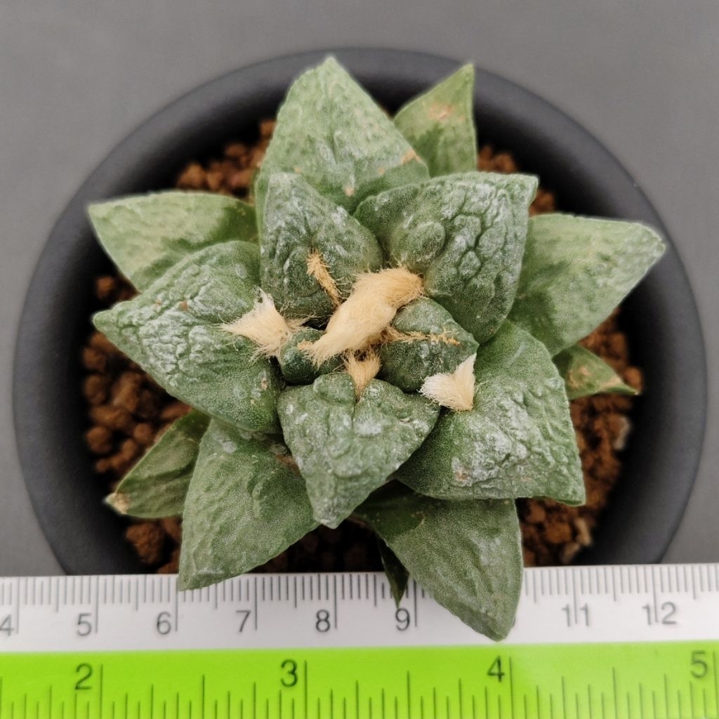Tanaman Kaktus: Ariocarpus fissuratus