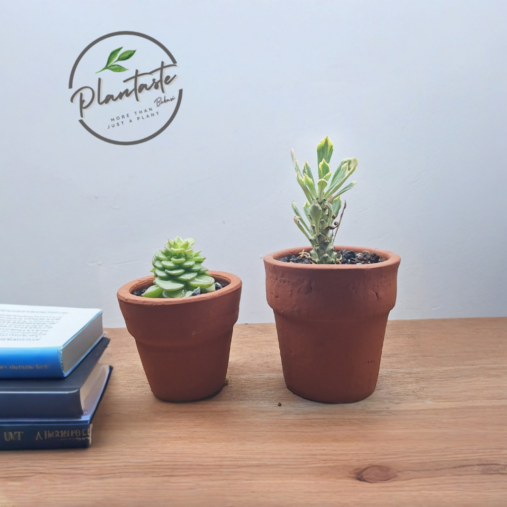 Mini Pottery Succulent Terracota | Pot Gerabah Tanah Liat Kenit | Pot Gerabah Tanah Liat Mini | Plan