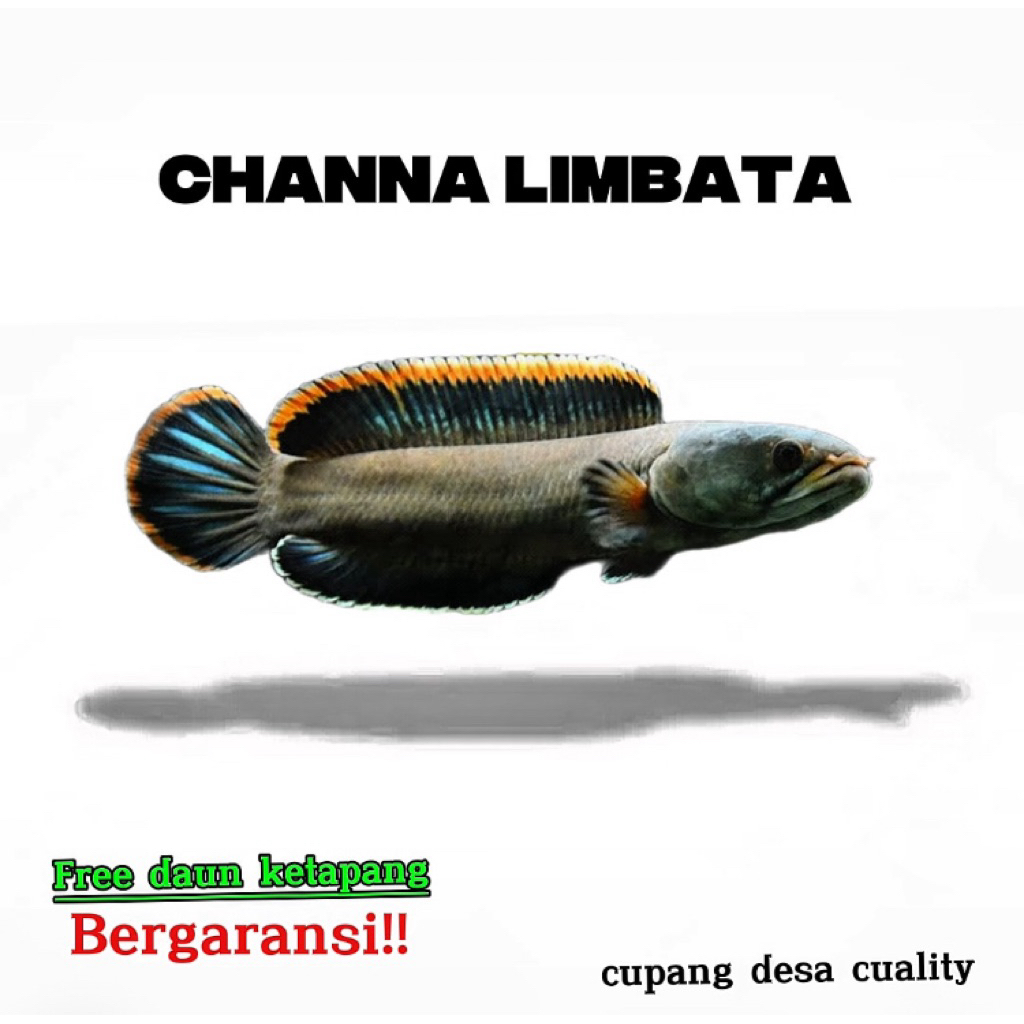 Channa limbata single tank kualitas grade A+ free stiker